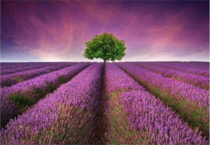 Vinylový předložka Lavender Field